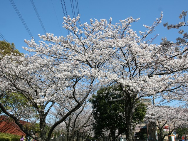 20120408_01.jpg