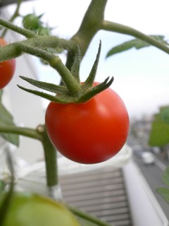 minitomato20090720_2.jpg