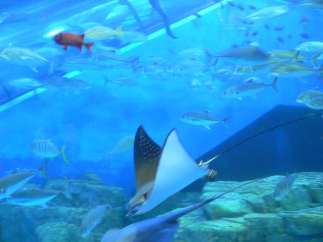 水族館的なところ